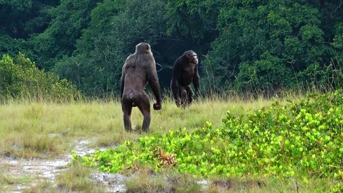 Chimpancés y gorilas, en guerra por primera vez: ¿por qué pelean hasta la muerte?