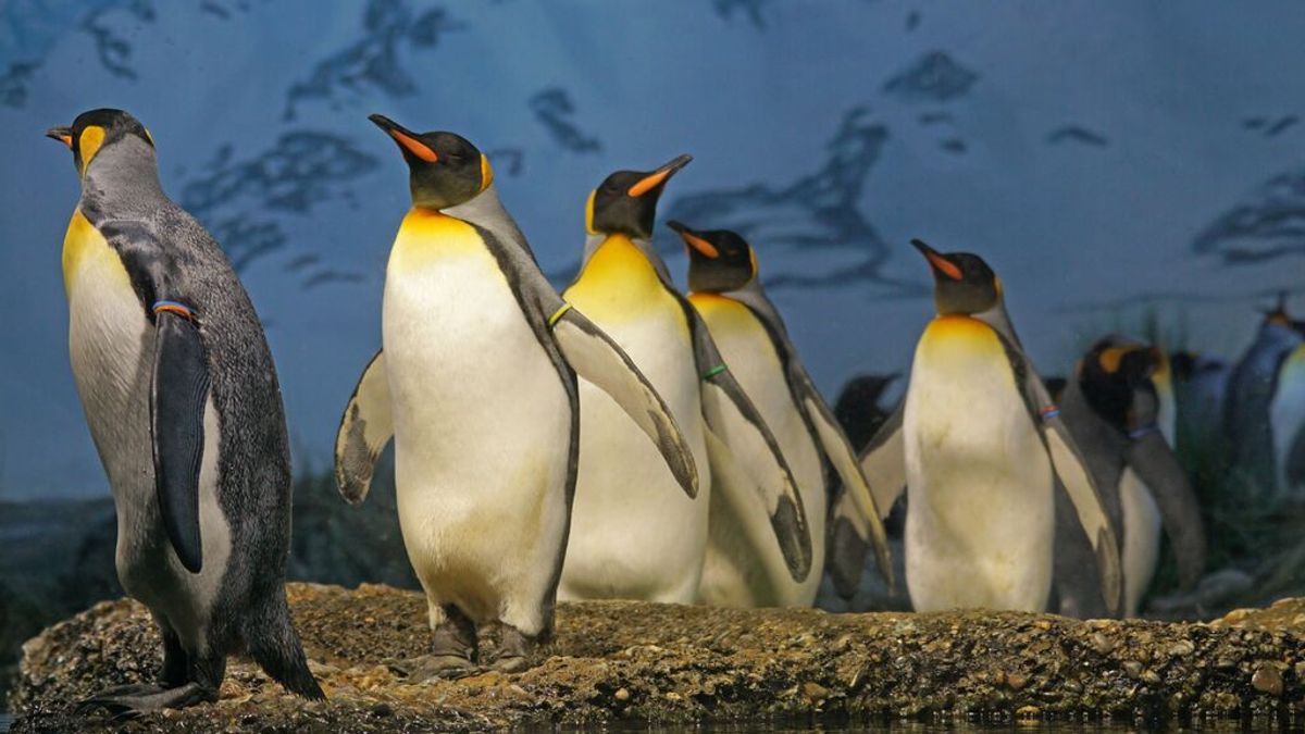 Hallan microplásticos en la dieta de los pingüinos de la Antártida Hallan microplásticos en la dieta de los pingüinos de la Antártida