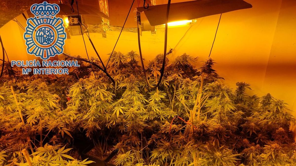 Siete detenidos en Sevilla por echar a los vecinos de sus casas para cultivar marihuana Siete detenidos en Sevilla por echar a los vecinos de sus casas para cultivar marihuana