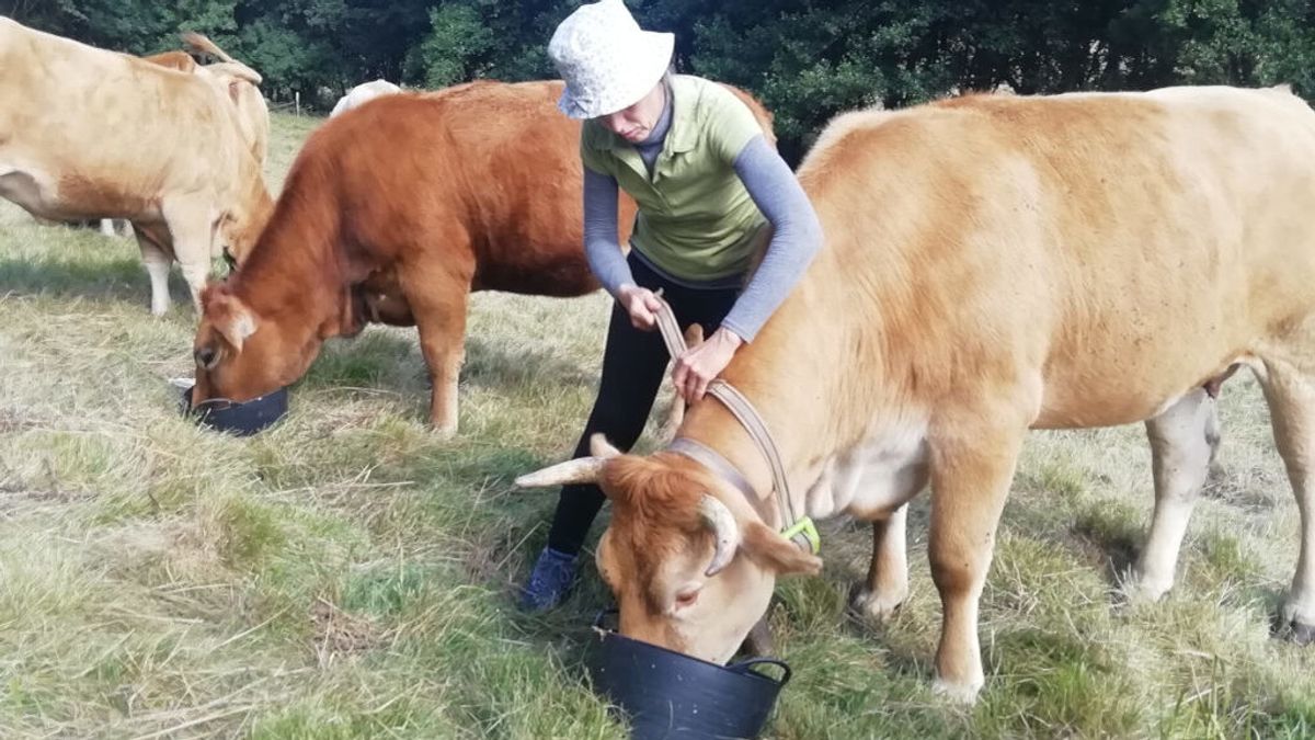 Collares con GPS para prevenir los ataques de lobos a las vacas Collares con GPS para prevenir los ataques de lobos a las vacas