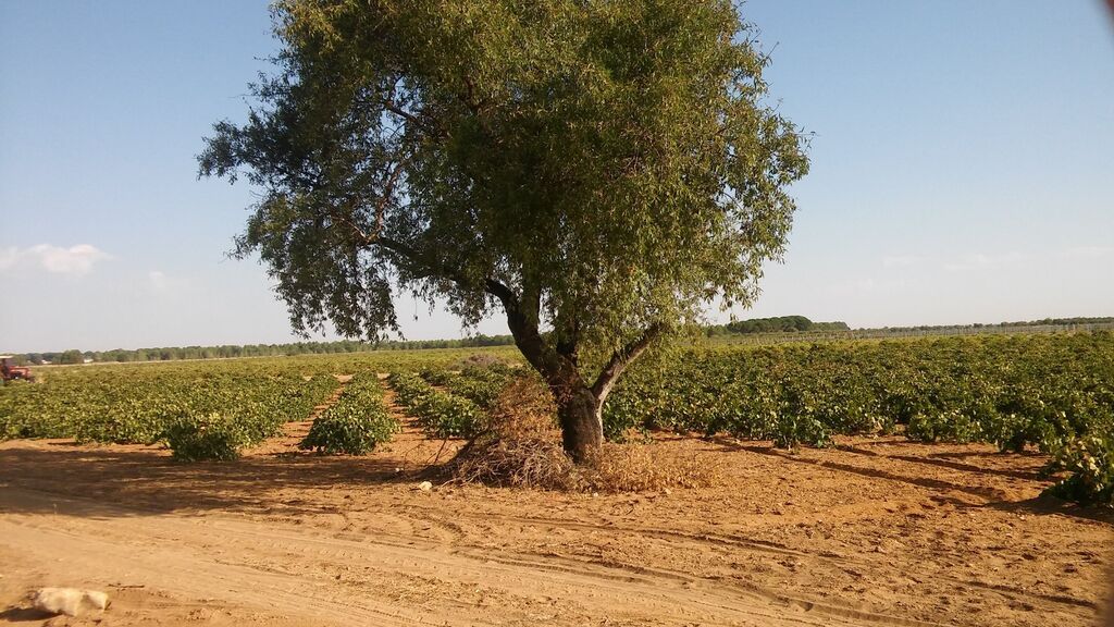 viñas-la-mancha