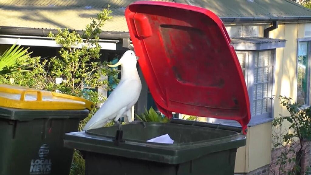 Demuestran el aprendizaje social entre cacatúas para abrir cubos de basura en Australia