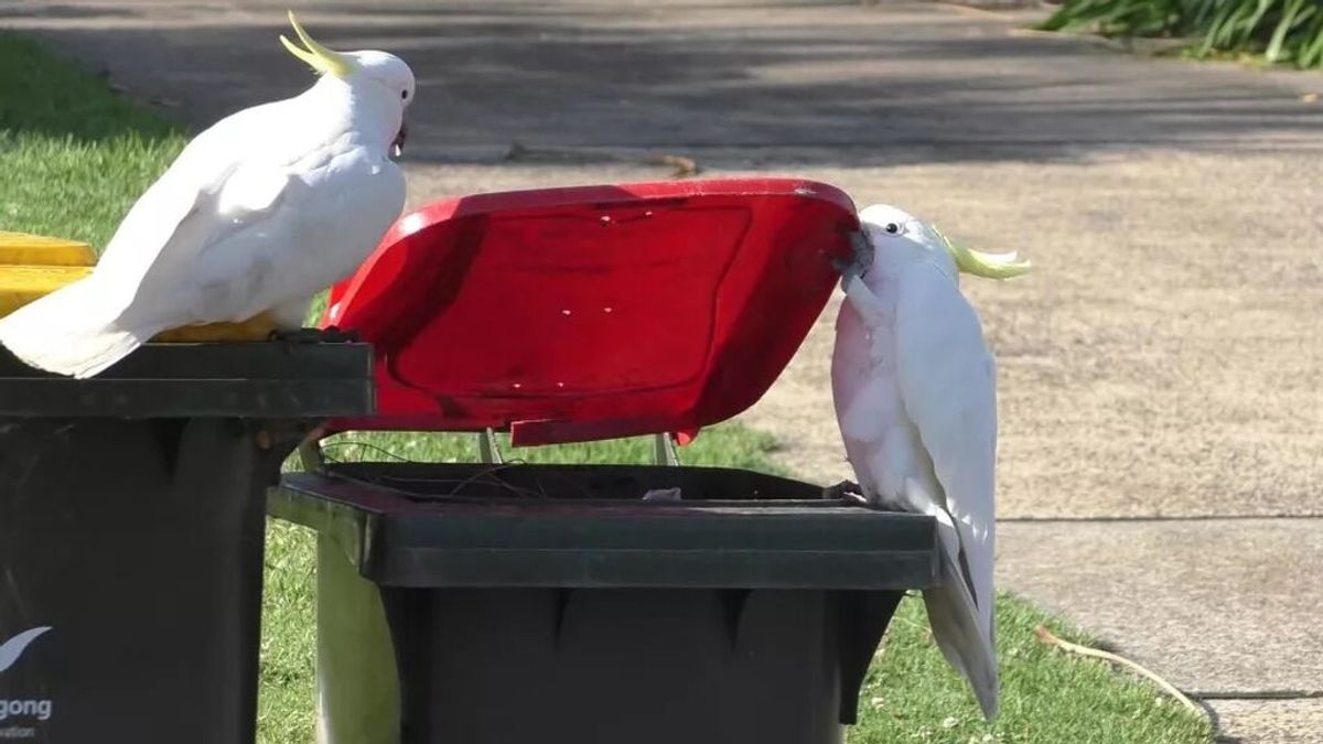 Las cacatúas de Australia aprenden unas de otras: mira cómo se enseñan a abrir contenedores