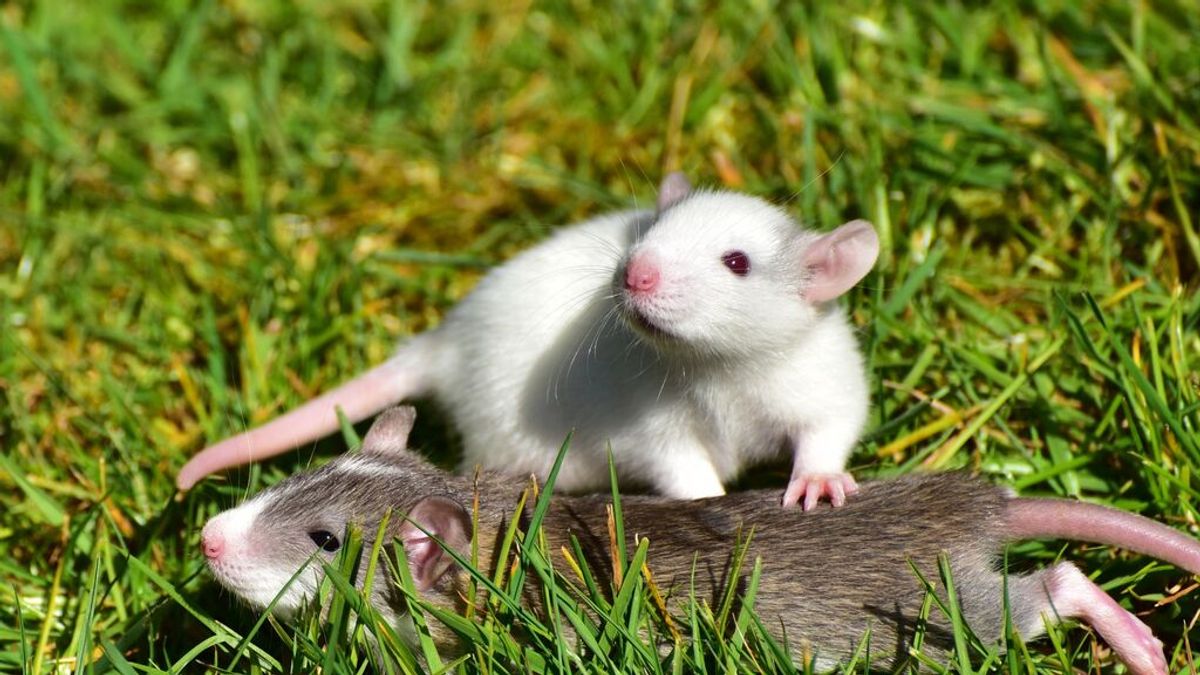 Un centenar de ratas atacan a una mujer en un parque: le han dejado mordeduras en todo el cuerpo