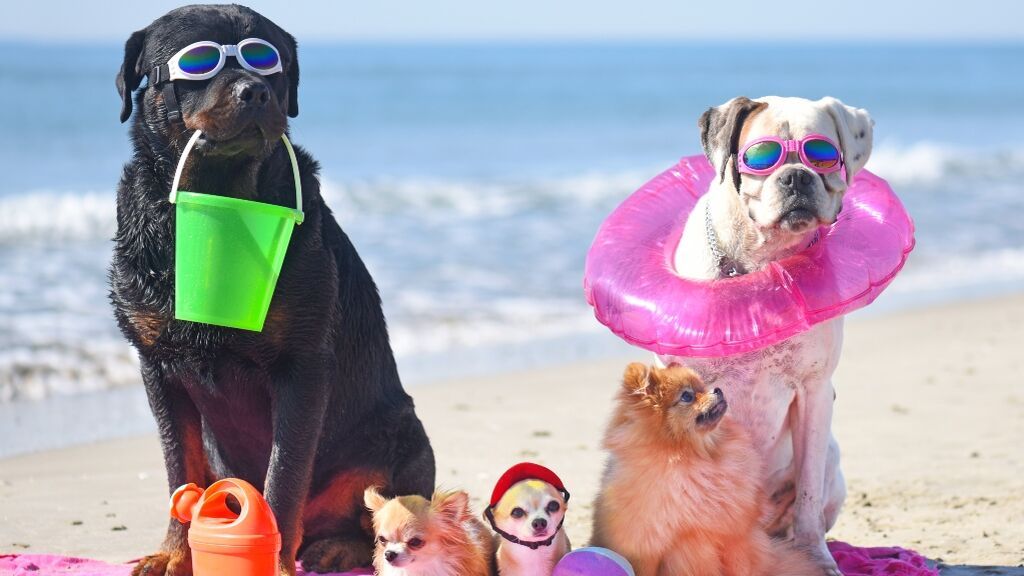 Playas Petfriendly para viajar este verano