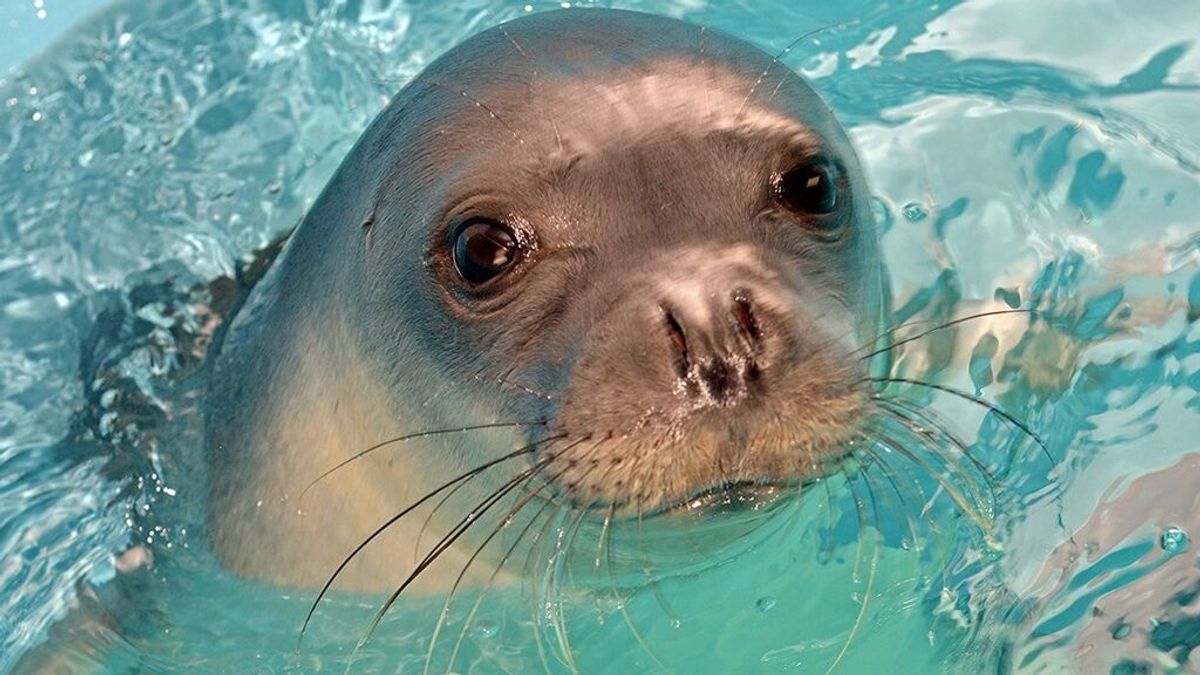 Indignación en Grecia por el asesinato con un arpón de la foca Kostis, la 'mascota' de la isla Alonisos