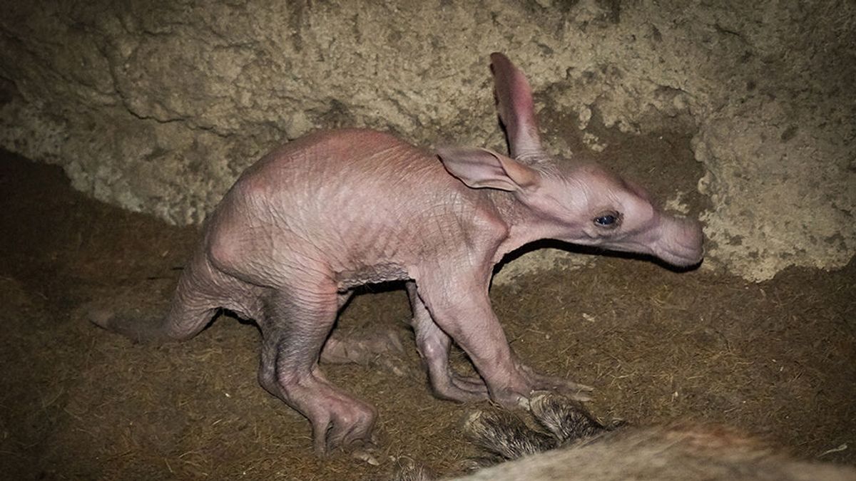 Nace un oricteropo en Valencia, uno de los animales más raros del Bioparc