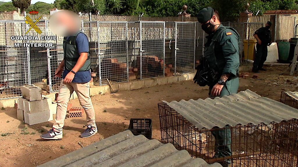 Los gallos de pelea comprados con los beneficios de la droga