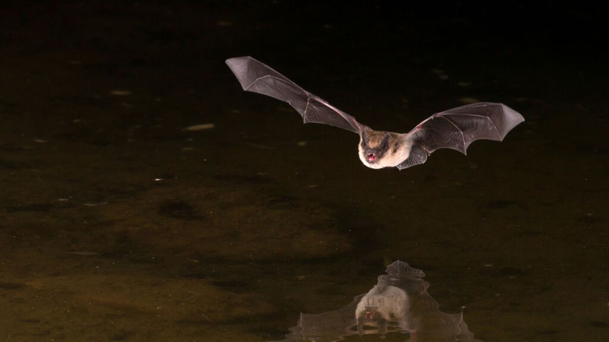 Hallan restos de una especie extinta de murciélago vampiro gigante en una cueva argentina