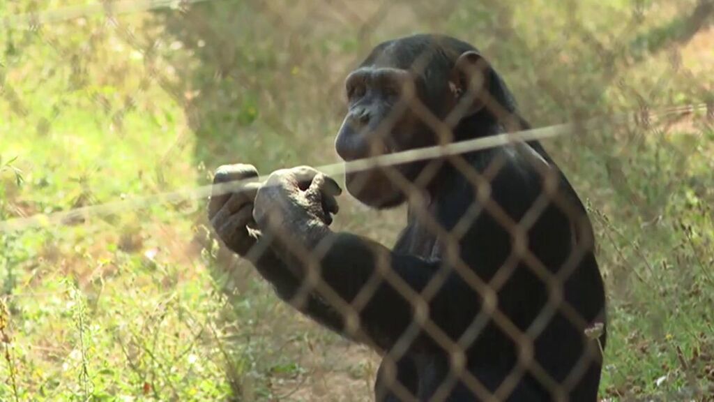El efecto de la pandemia sobre el comportamiento de los chimpancés