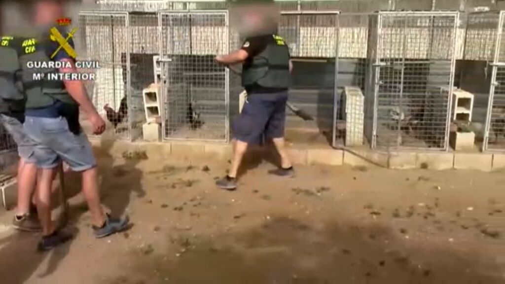 Cae una red de menudeo en Cádiz que organizaba peleas de gallos