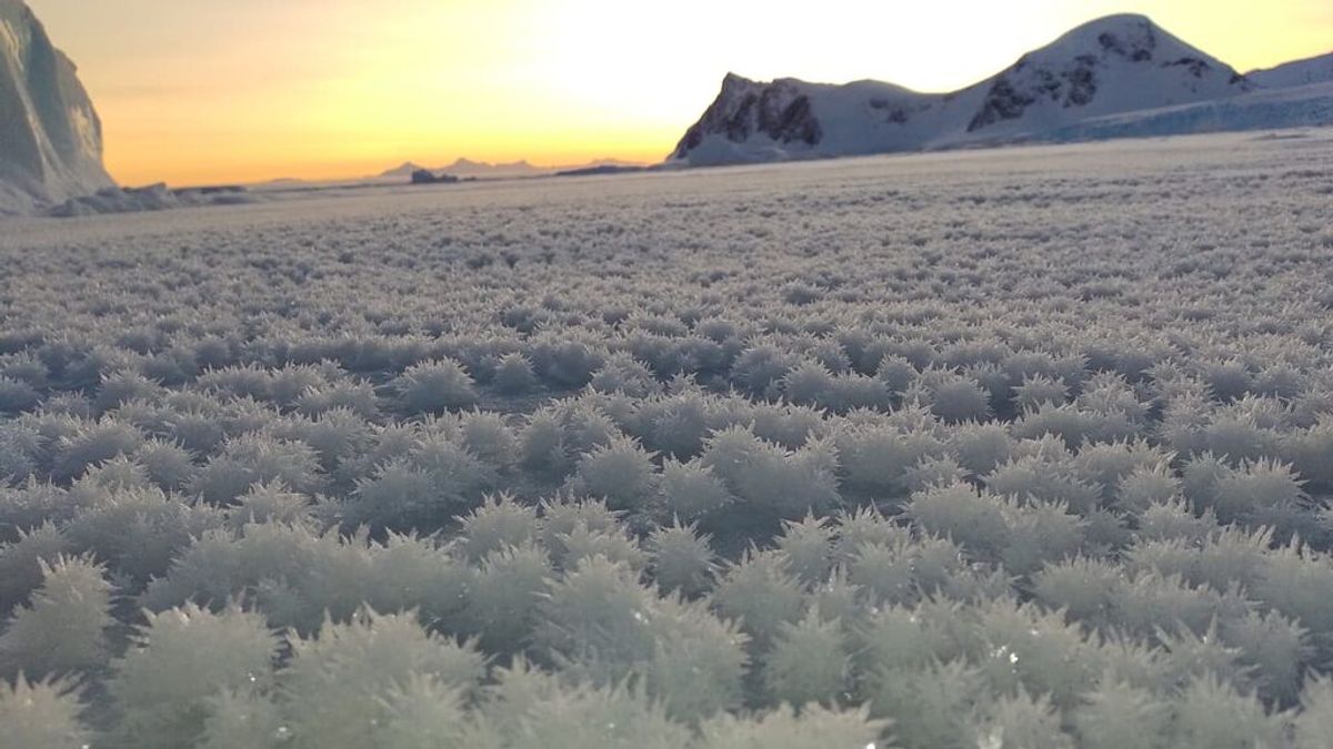Una base científica en la Antártida amanece entre un "campo de flores" congeladas: así se han formado