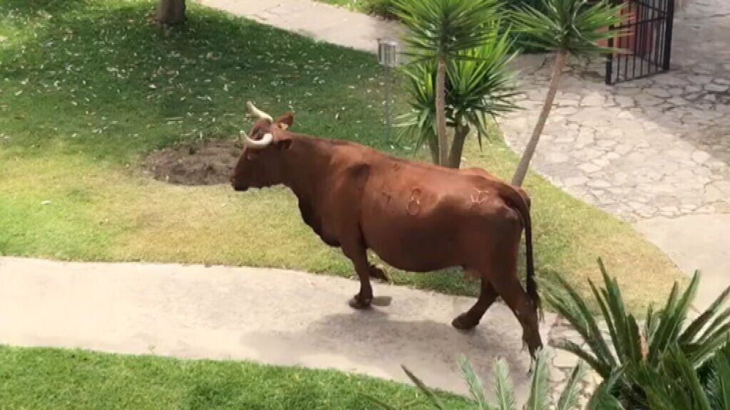 Una vaca entra en una urbanización de veraneo de Cádiz