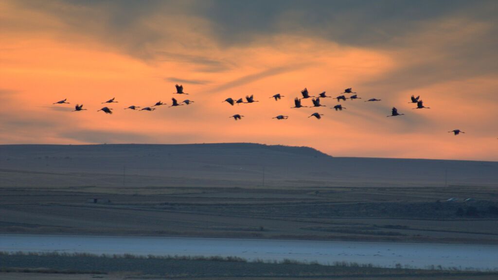 Atardecer_6_Gallocanta