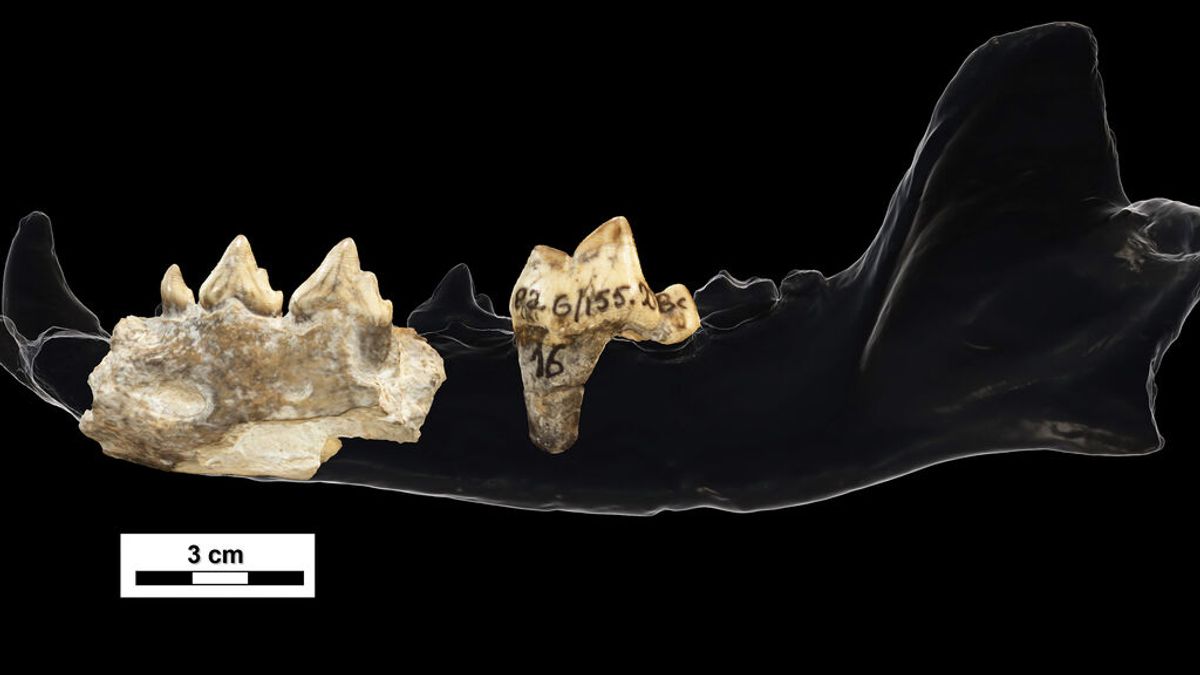Hallan un ancestro fósil del lobo de las sabanas africanas en el yacimiento de Dmanisi Hallan un ancestro fósil del lobo de las sabanas africanas en el yacimiento de Dmanisi