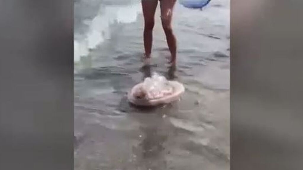 Aparecen medusas en la costa granadina de 40 kilos de peso, aunque poco urticantes
