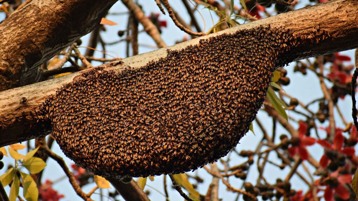 Muere un hombre por las picaduras de cientos de abejas de un enjambre gigantesco