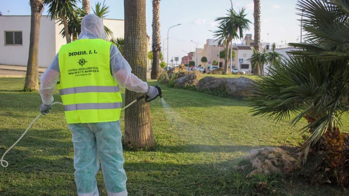 Virus del Nilo: La Puebla del Río y Coria vuelven a solicitar ayuda a la Junta de Andalucía Virus del Nilo: La Puebla del Río y Coria vuelven a solicitar ayuda a la Junta de Andalucía