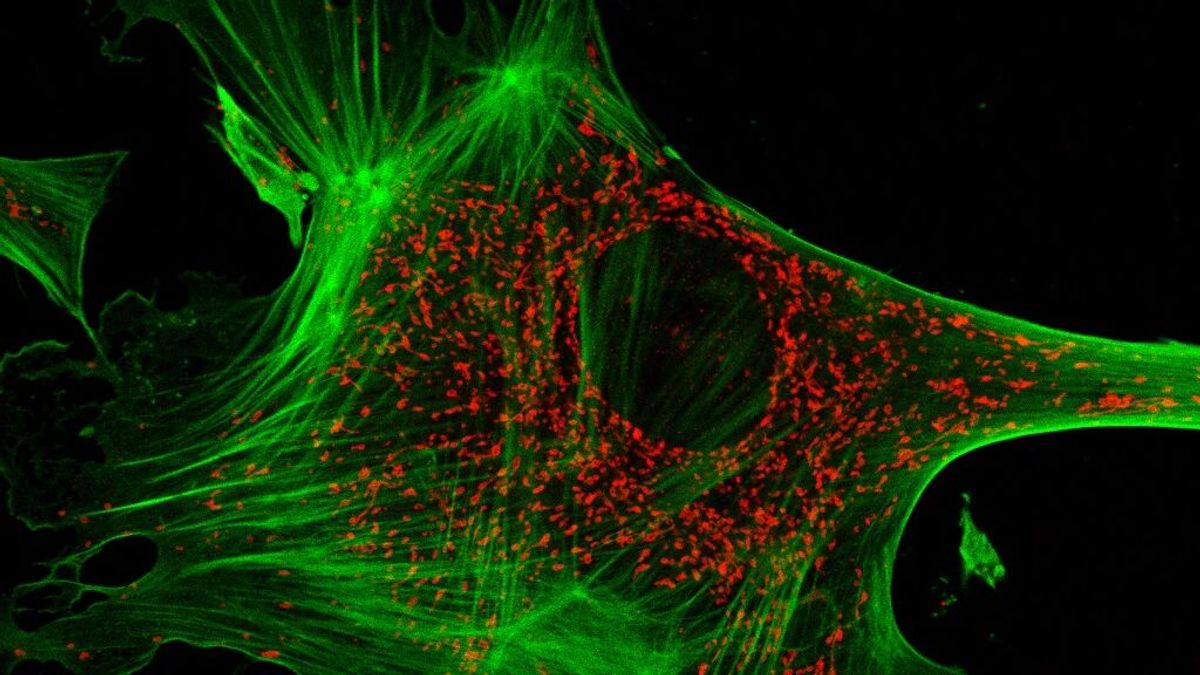 Detectar el cáncer antes de que se manifieste Detectar el cáncer antes de que se manifieste