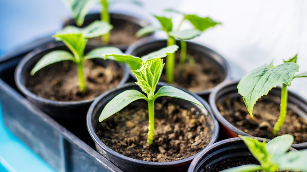 Las instrucciones básicas para plantar un esqueje en cinco pasos: los trucos para hacer crecer la planta con éxito.
