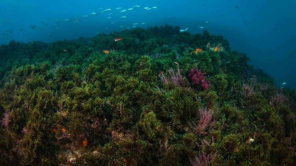 Viñedos para acabar con la invasión del alga asiática en las costas de Cádiz Viñedos para acabar con la invasión del alga asiática en las costas de Cádiz