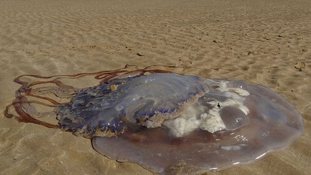 "Ocupaba toda la ola"; el encuentro de un bañista con una medusa gigante en Cádiz
