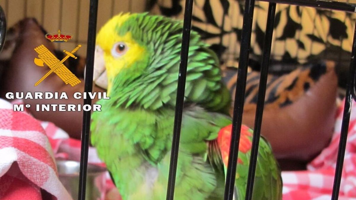 El hombre que disparó al loro de su vecino en Navarra, investigado por maltrato animal El hombre que disparó al loro de su vecino en Navarra, investigado por maltrato animal