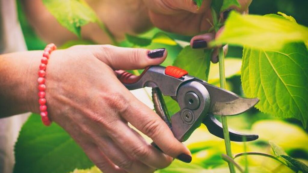 Será muy importante utilizar una tijera de poda adecuada al tipo de planta.