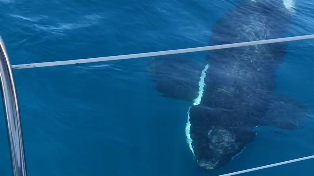 Un momento del ataque de las orcas al barco francés