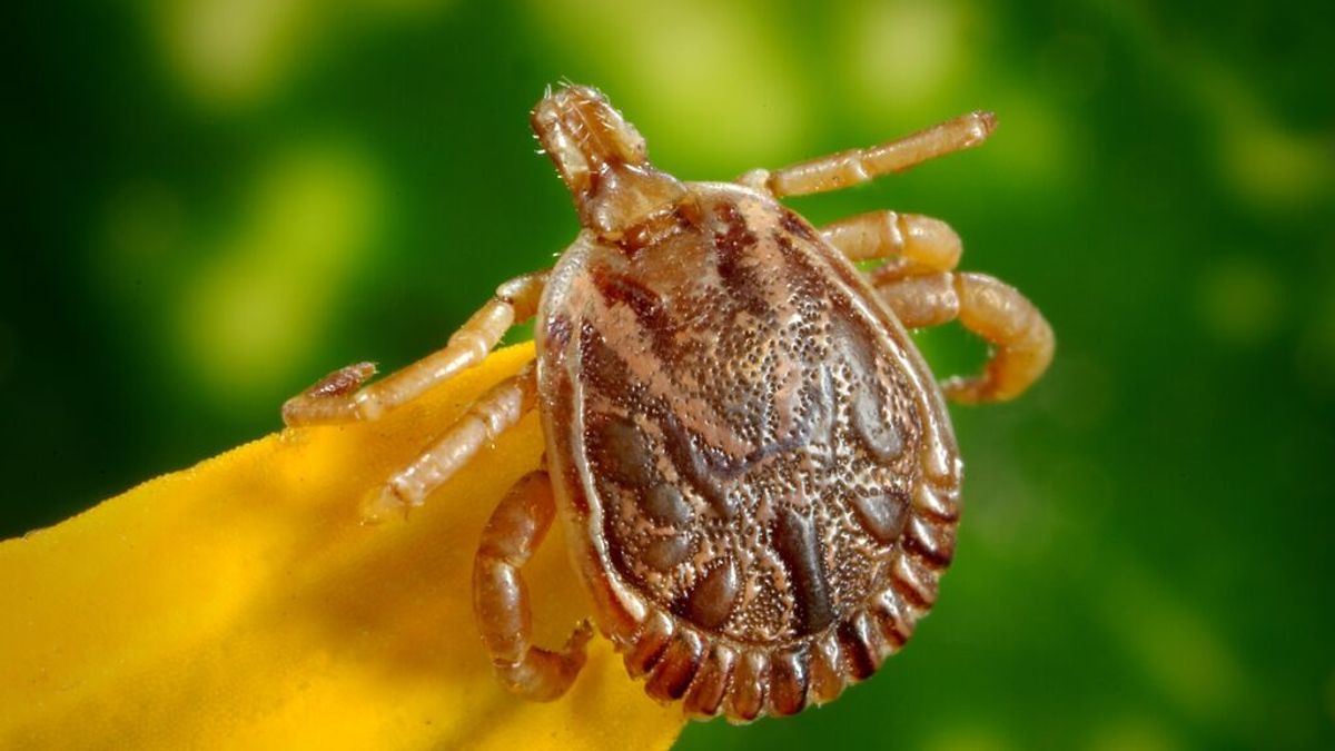 ¿Cómo evitamos que las garrapatas se nos enganchen y transmitan enfermedades? ¿Cómo evitamos que las garrapatas se nos enganchen y transmitan enfermedades?