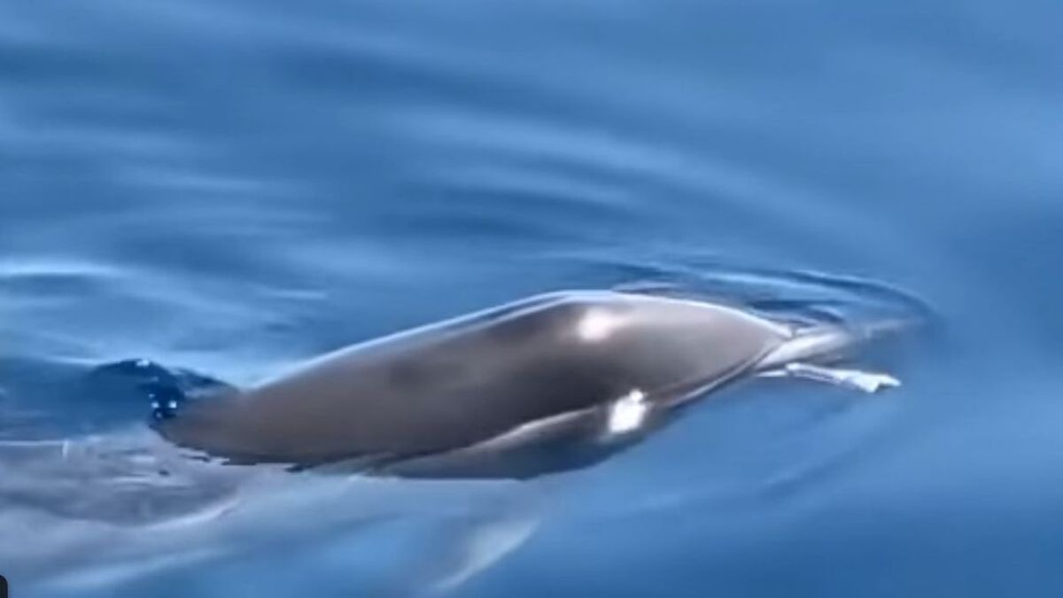 Buscan un delfín con la mandíbula rota en las costas de Almería para curarlo Buscan un delfín con la mandíbula rota en las costas de Almería para curarlo