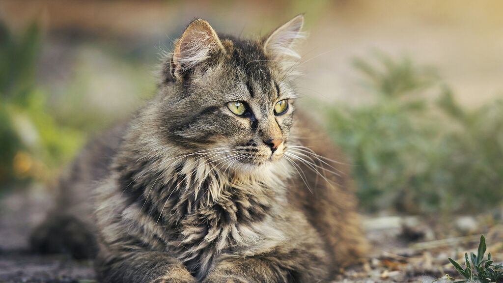 Trucos para eliminar los pelos del gato de las zonas de la casa