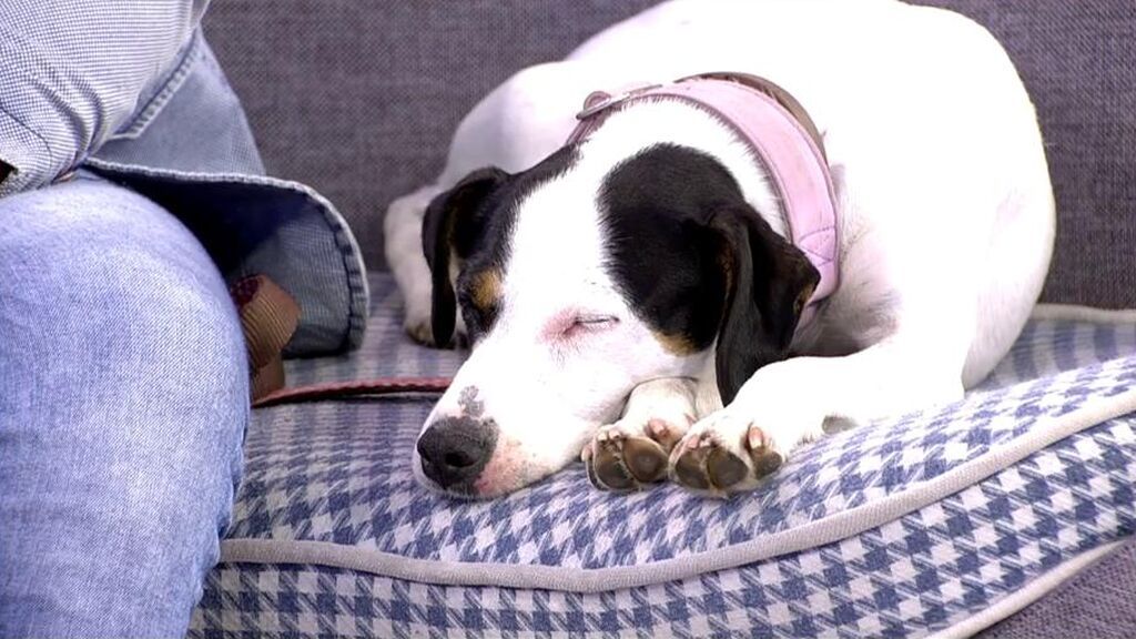 Una de las perritas, en el plató de 'Sálvame'