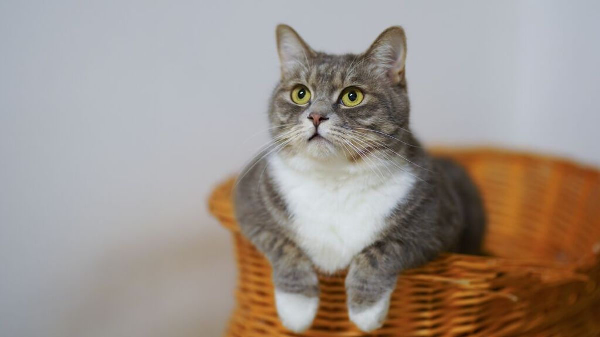 Día Internacional del Gato: consejos para cuidar de tu mascota Día Internacional del Gato: consejos para cuidar de tu mascota