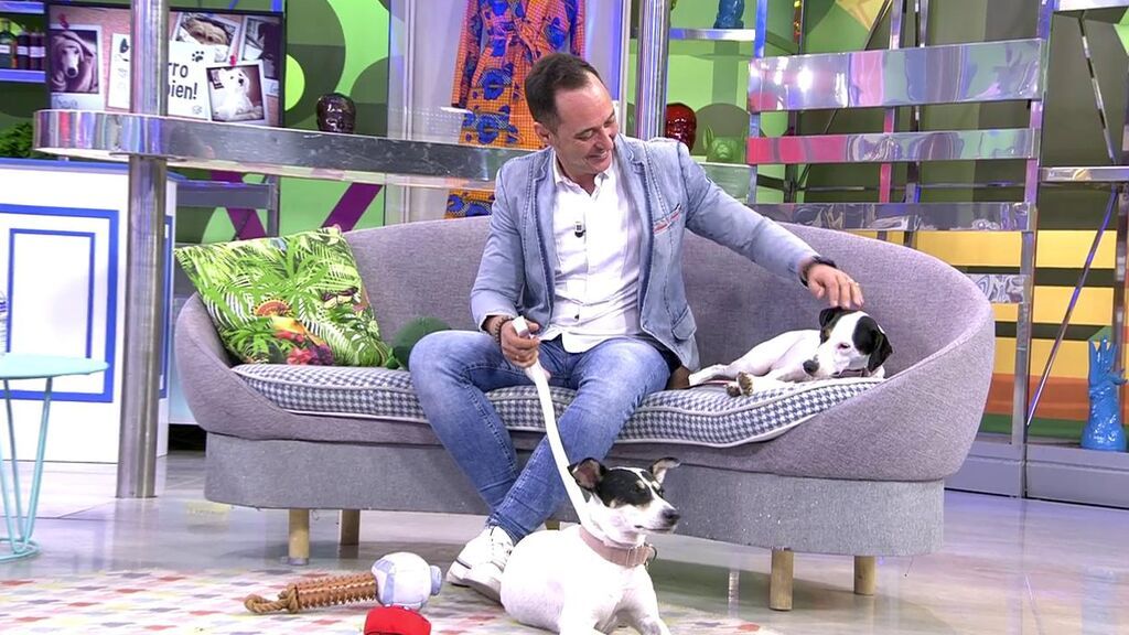Vida y Thila, dos perritas bodegueras que necesitan un nuevo hogar donde ser felices