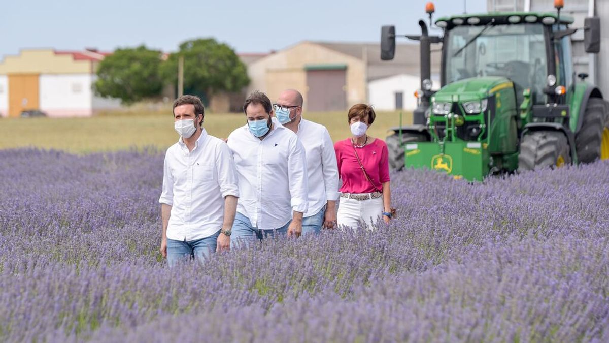 Pablo Casado, en un campo de lavanda en Bruhuega (Guadalajara) Pablo Casado, en un campo de lavanda en Bruhuega (Guadalajara)