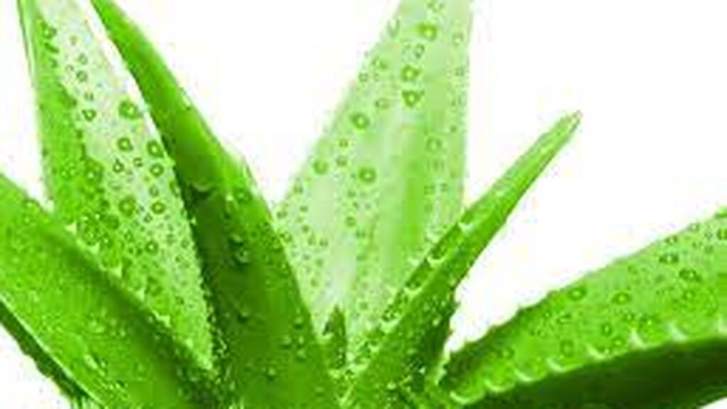 Aloe-vera