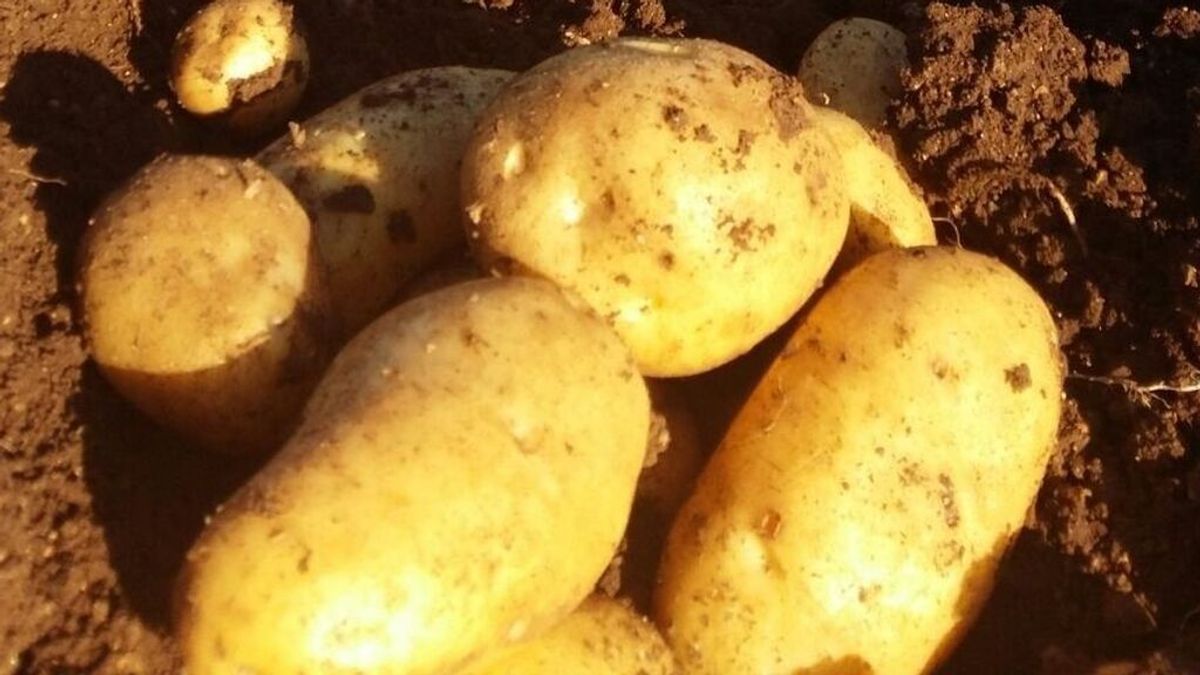 Agricultores de Málaga regalan 3.000 kilos de patatas: “Estamos hartos de abusos” Agricultores de Málaga regalan 3.000 kilos de patatas: “Estamos hartos de abusos”