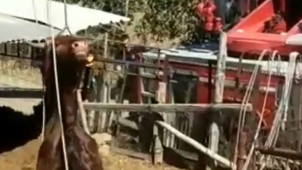 Vaca rescatada