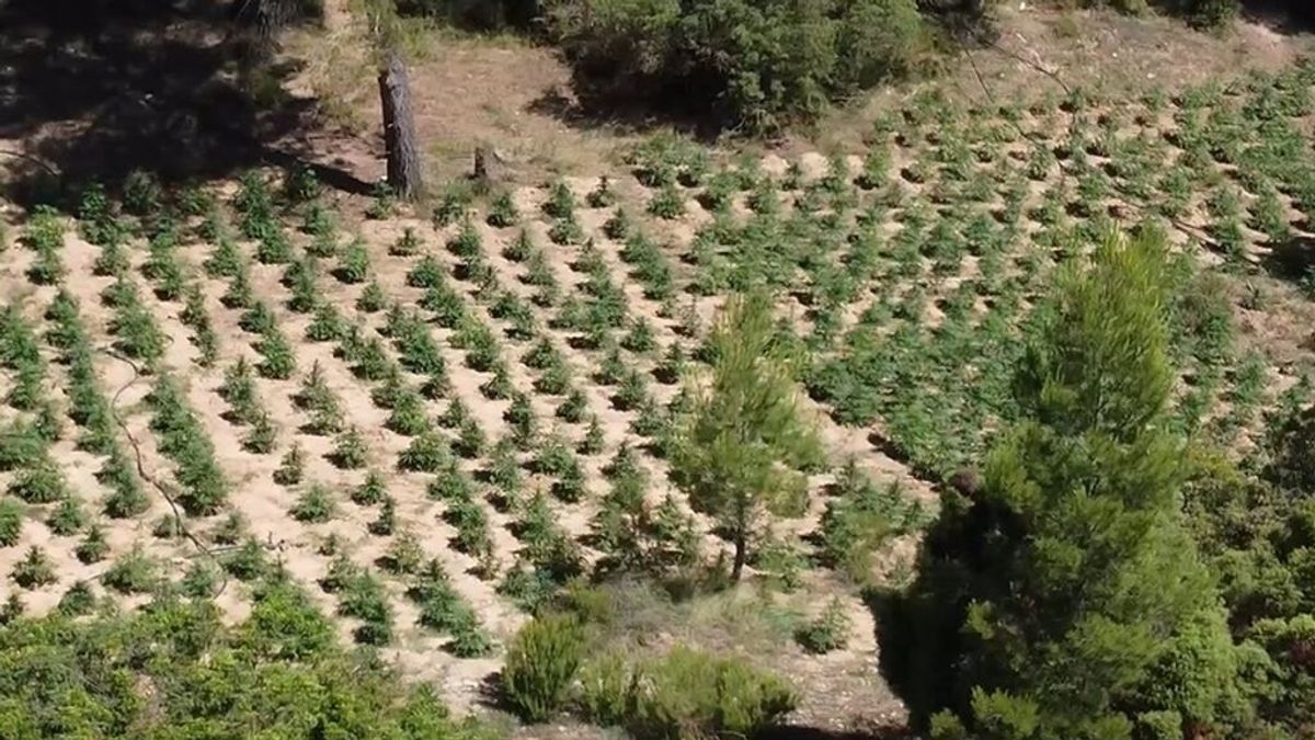 Incautadas 29.000 plantas de marihuana, el mayor número de plantas incautadas de Valencia Incautadas 29.000 plantas de marihuana, el mayor número de plantas incautadas de Valencia