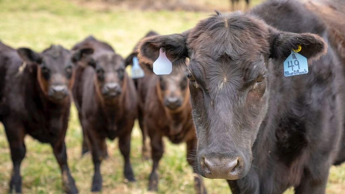 No es sólo el CO2: los científicos exhortan a reducir las emisiones de metano para evitar un desastre climático No es sólo el CO2: los científicos exhortan a reducir las emisiones de metano para evitar un desastre climático