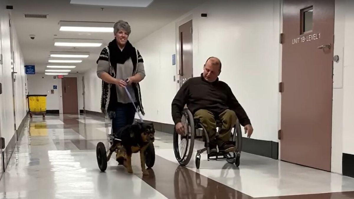 La historia de un perro y un dueño que usan silla de ruedas conmueve a las redes sociales