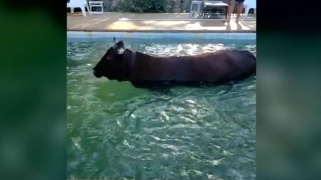 Una vaca se lanza a la piscina de una familia en Tarifa