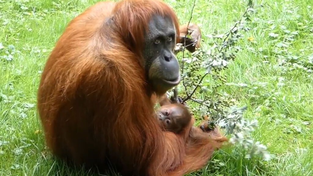Ohiana, la pequeña orangutana cumple un mes