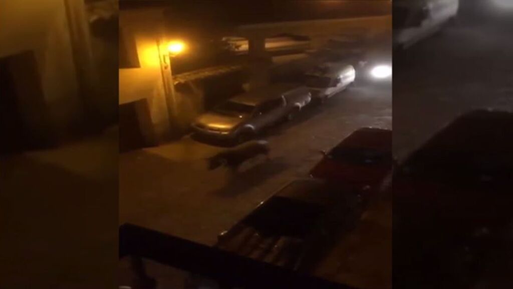 Atropellan brutalmente a un toro cuando huía por Brihuega, Guadalajara