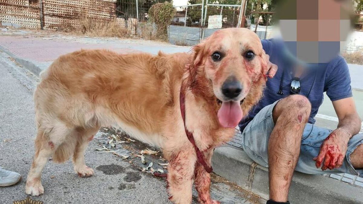 Un hombre y su mascota resultan heridos en Cádiz tras ser atacados por un grupo de perros