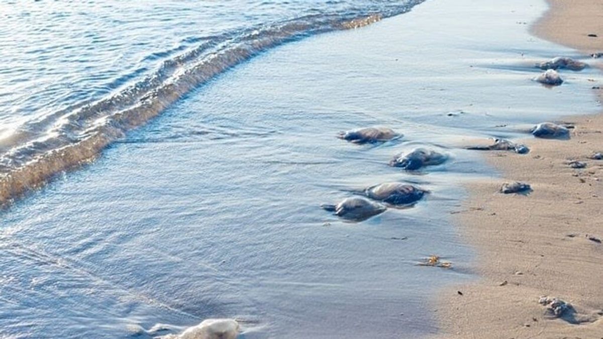 Banderas amarillas en las playas de Almuñécar por culpa de las medusas Banderas amarillas en las playas de Almuñécar por culpa de las medusas