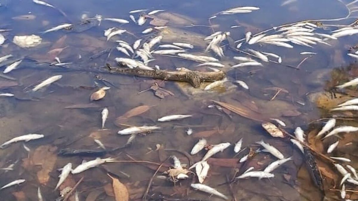 Miles de peces muertos por asfixia vuelven a aparecer en Rambla Morales Miles de peces muertos por asfixia vuelven a aparecer en Rambla Morales
