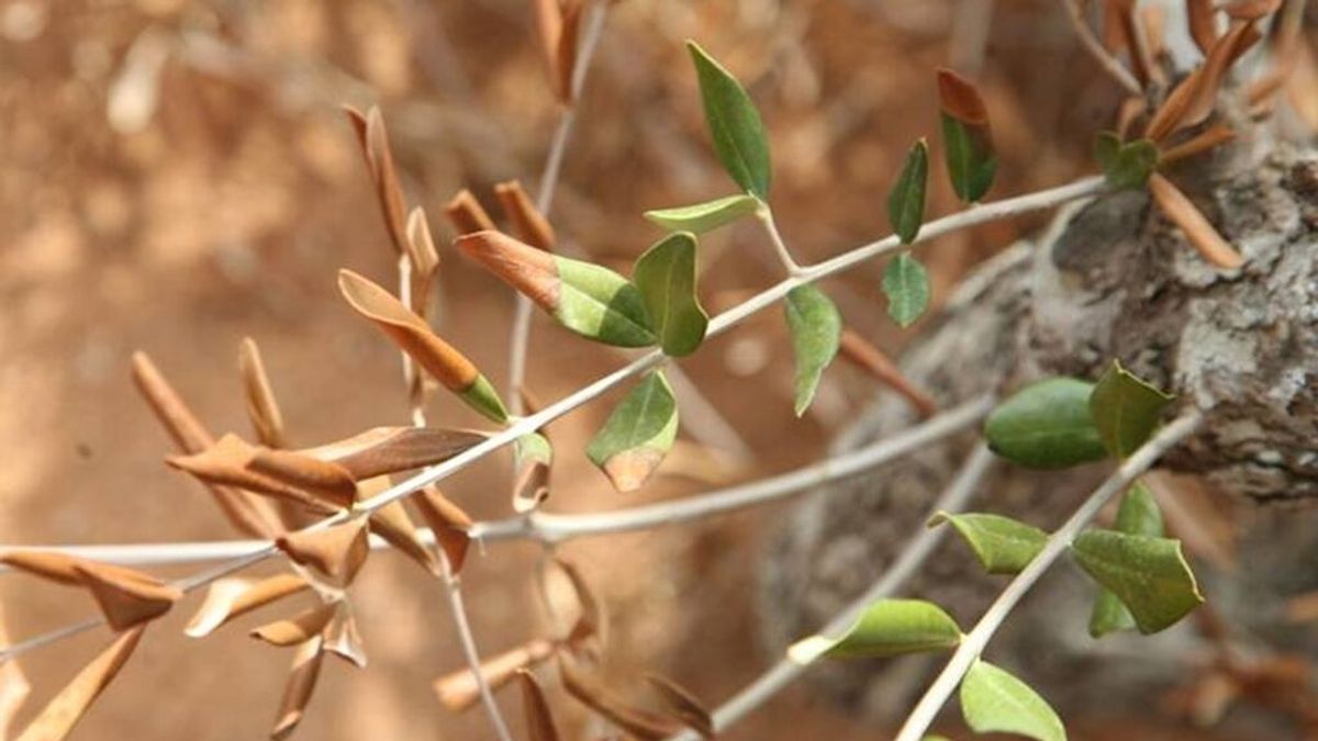 Andalucía pide ayuda a los viajeros para prevenir las ‘pandemias vegetales’ Andalucía pide ayuda a los viajeros para prevenir las ‘pandemias vegetales’