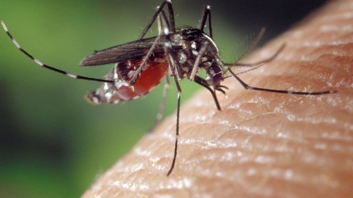 ¿Eres alérgico a las picaduras de mosquitos? Estos son los incómodos síntomas